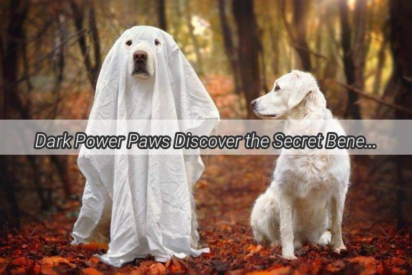 Dark Power Paws Discover the Secret Benefits of Black Kibble for Your Canine Companion